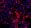 IMIM researchers have generated pancreatic cells with acinar phenotypes for the first time